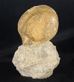 Neocrassina obliqua (LAMARCK 1819) - Bild &copy; FossNet FossilienStore